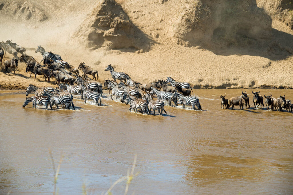 Shimboni Africa Wildebeest Migration